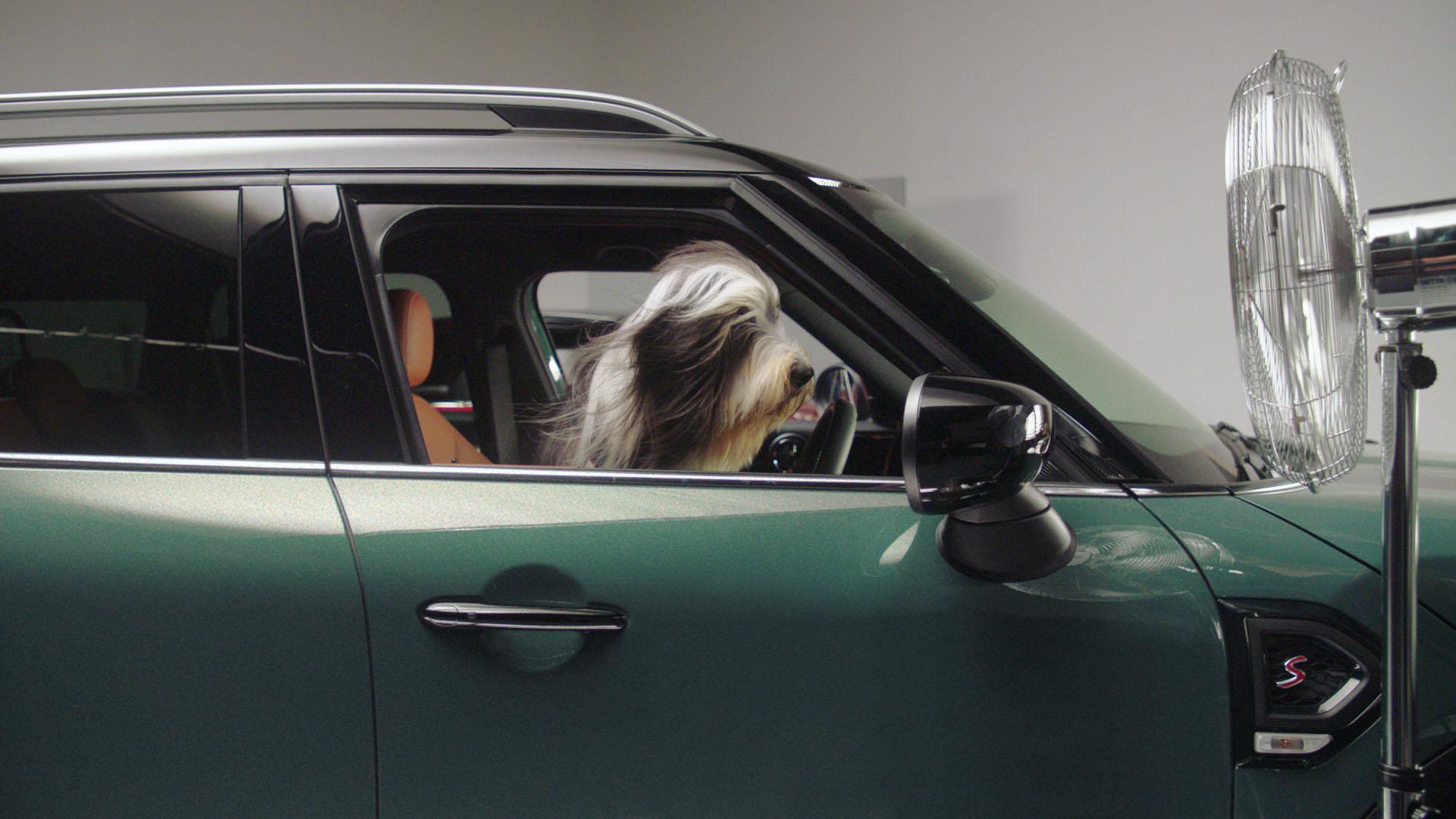 A fluffy white and grey dog sitting in the passenger seat of a green Mini Clubman with tan leather seats