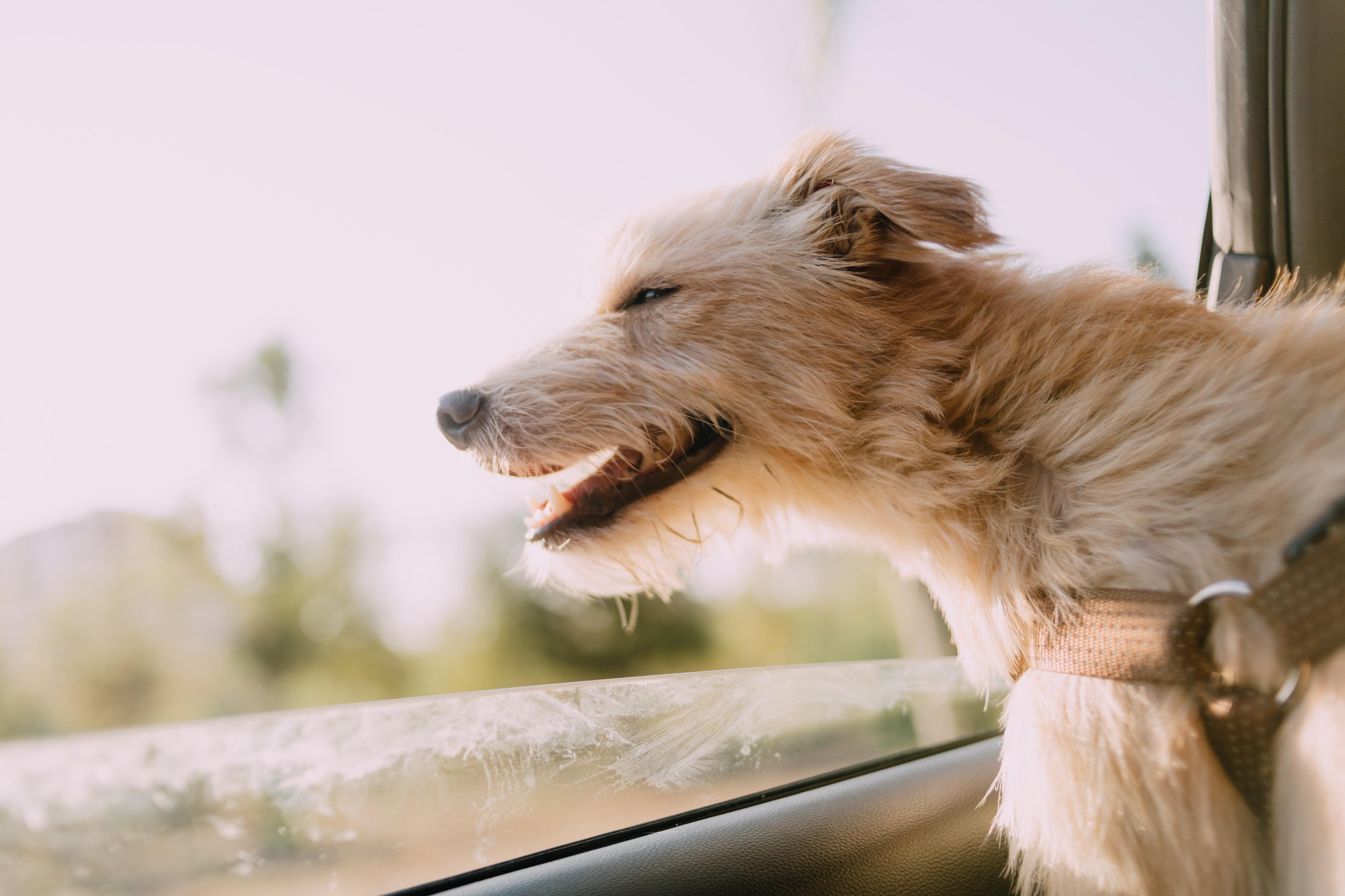 a dog sticking its head out the window