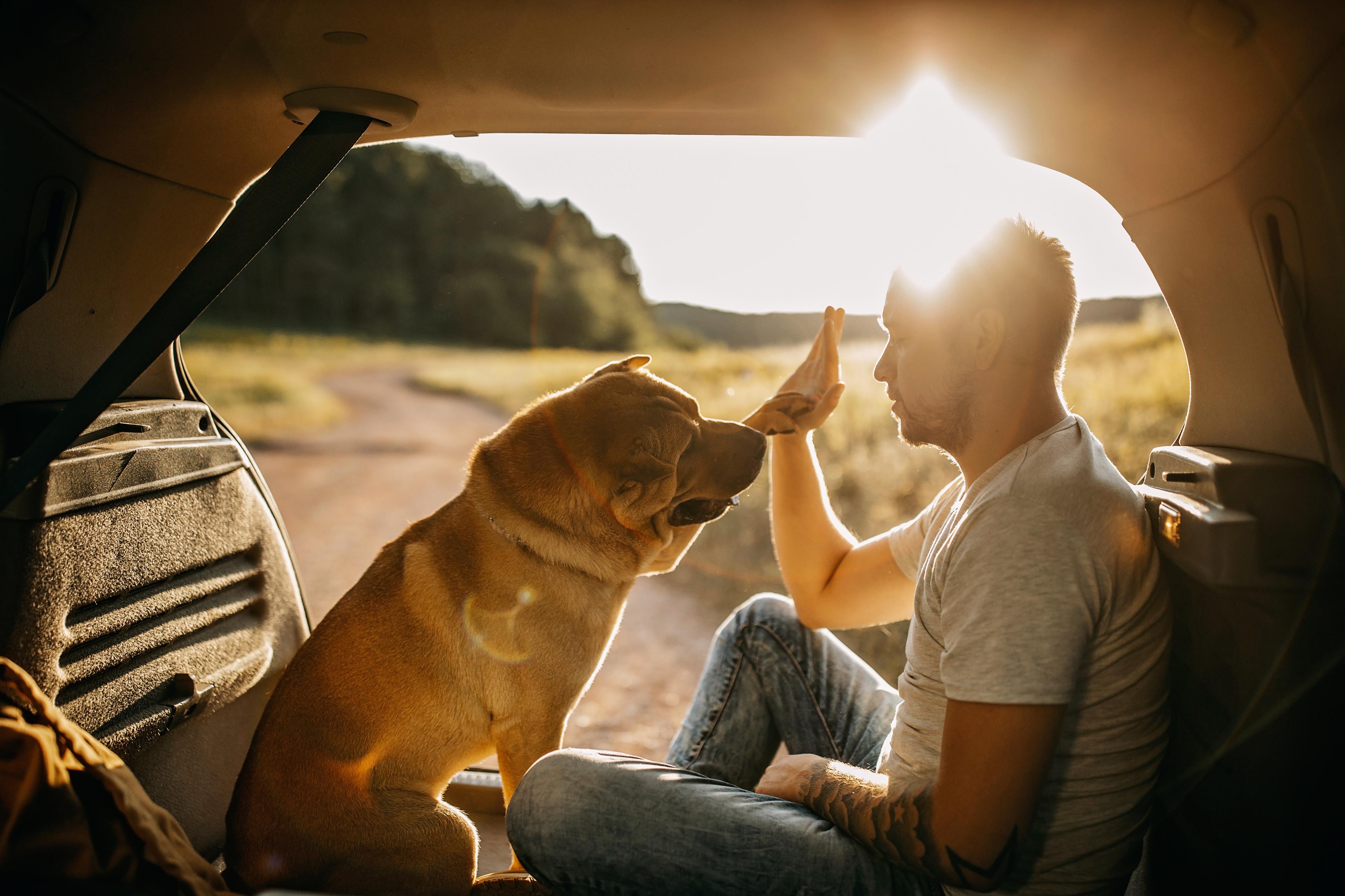 man high fiving his dog in the back of a car