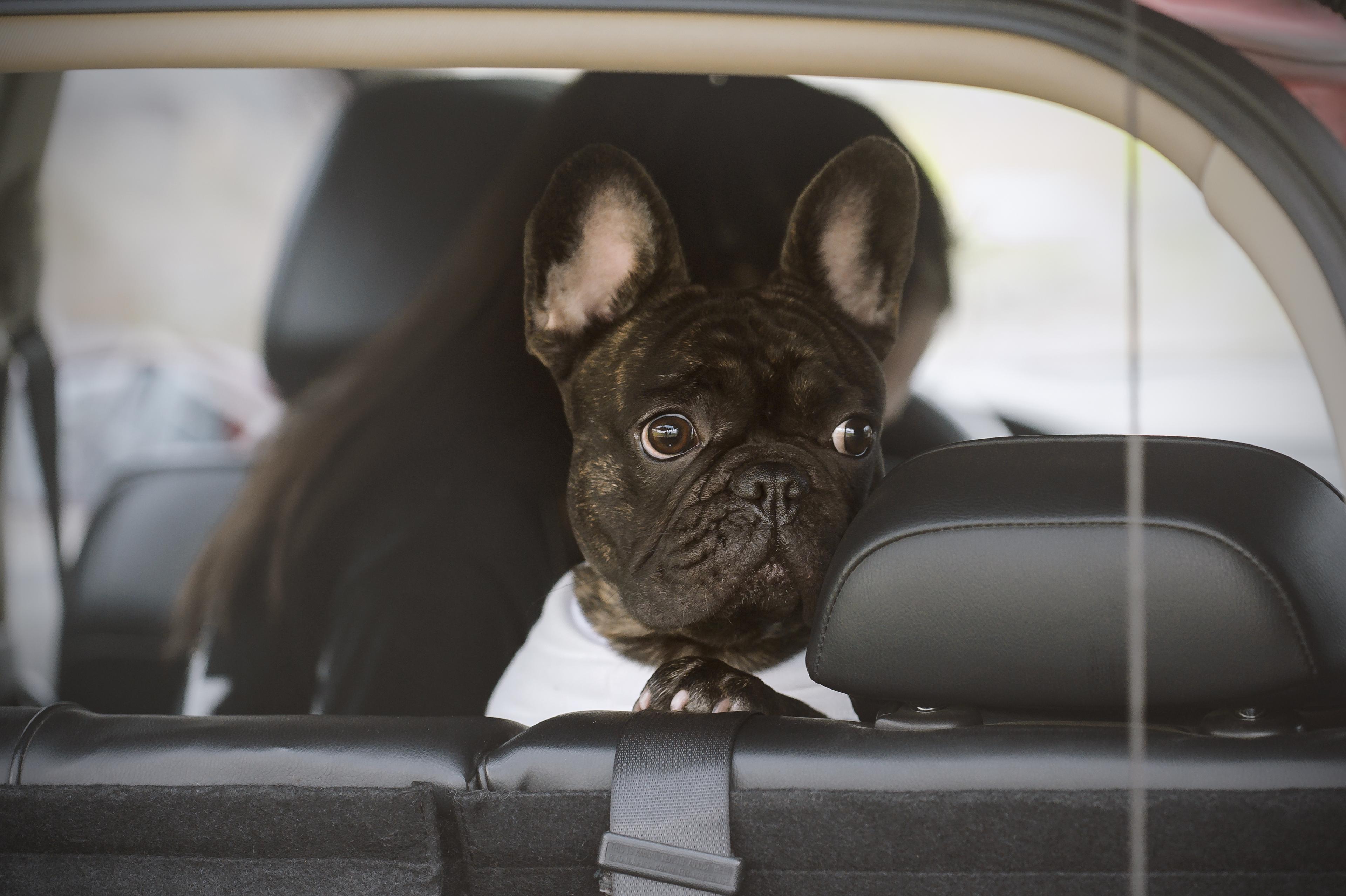 a black french bulldog sitting in the back of a car looking our the boot